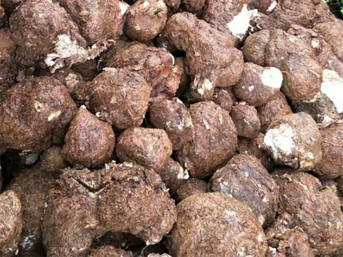 創蕈農業科技董事長林海清受邀參加茯苓產業技術創新戰略聯盟